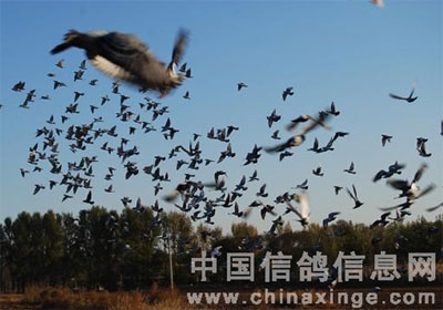 �鳲��ȡ������ �������������(ͼ)