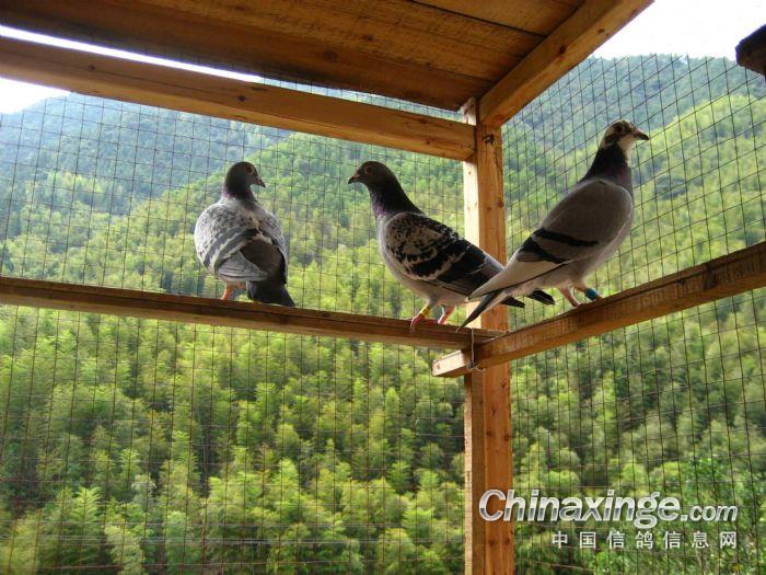 ��ɽ������(ͼ)