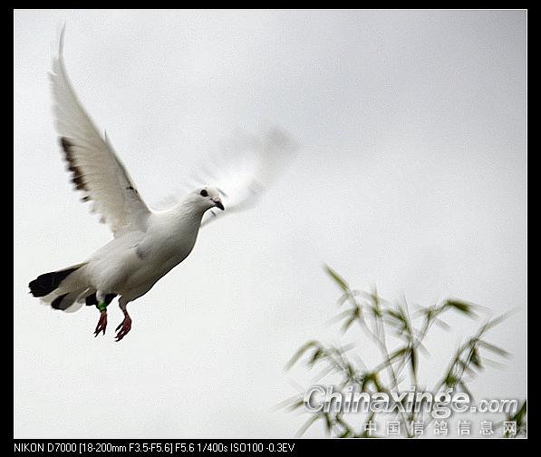 ������֮��ϸ���㻳��(ͼ)