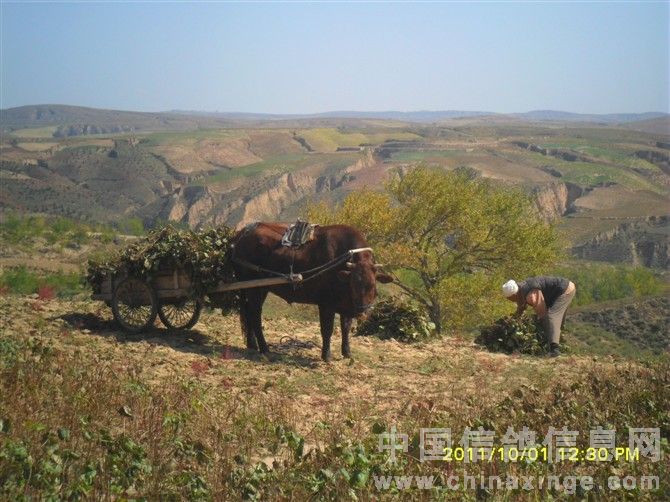 ��������ѵ������(ͼ)