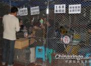 ������ֲ�300���Ｏ���ֳ�(ͼ)