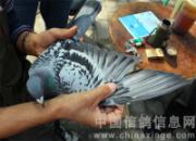 �����³Ǹ����������300����(ͼ)