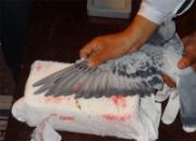 ͨ�ɳ��Ź���300������ٹ鳲(ͼ)