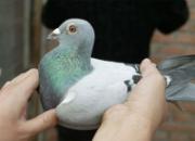 �������޺��á��׹�ǰ����(ͼ)