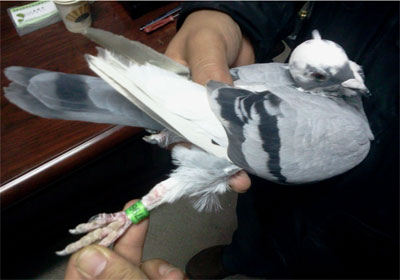 Ϊ�Ƴ�Э���ҥ�� �����������(ͼ)