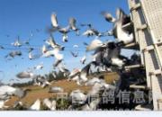 ����300����һ�˰���ǰ11��