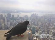 ������Ӱ����Ʒ����(ͼ)