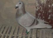 ʯ��ɽ300����4133��ǰʮ�����(ͼ)