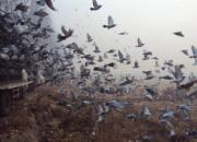 ���ﱡ���п��������չ�46��(ͼ)