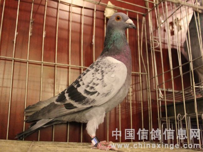 ��ͨ�ɳ��Ź�����������