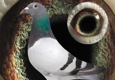 Ѱ�Ҵ������Ӱ