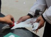 ������Э500������зŷ�(ͼ)