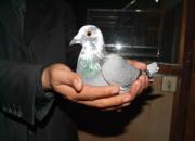 �ϲ�˫����2008���չ�9��(ͼ)