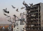 Ӫ��¡�蹫�������ʱ�ɼ���¯(ͼ)