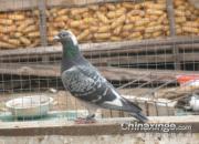 �������ǿ���(ͼ)