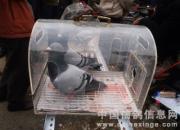 �ɶ����Ÿ�Э����ɻ����Ÿ��г�