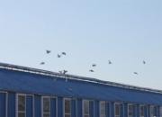 �ƶ��߹���300����Ԥ�����ٹ鳲