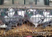 �����ߺ�ǧ������������(ͼ)