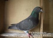 ���ͨ��Ԥ���뿭����Ƶ