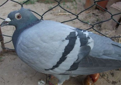 �����Ѳ�����ճ��(ͼƬ)