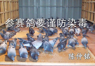 ������Ҫ����Ⱦ��