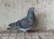 ���˸����Է���֯��Ԫ�ر���(ͼ)