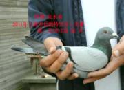 �Ϻ��׸��رȻ��ڶ������ݹھ�(ͼ)