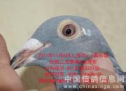 �Ϻ�VIP�������ڶ��عھ����(ͼ)