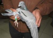 ������550������������ǰʮ��(ͼ)