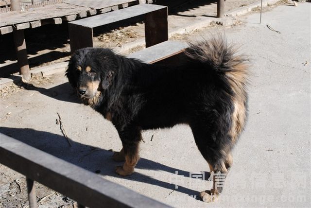 BOB����4���������������