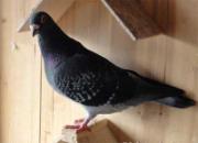 �����Ѫ��(ͼ)