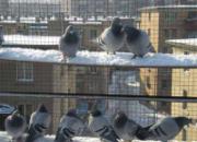 ��������2011���һ��ѩ(ͼ)