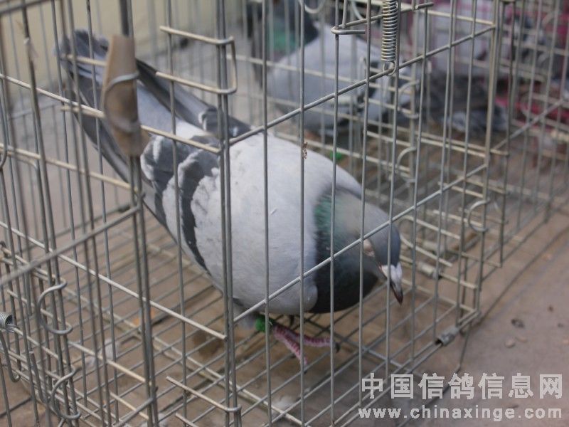 ��Ѫ������