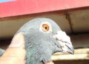 ɹɹ���ָ�(ͼ)