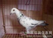 տ�������һ��ǰʮ����¯(ͼ)