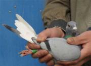 �����ѹ���ľ�Ӣ����(ͼ)