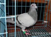 �����ӽ𵺹���500����ǰ����(ͼ)