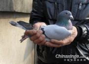 �����Ѫ��(ͼ)