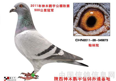 ���գ����۱��ܷɼ沵�����ɡ�(ͼ)