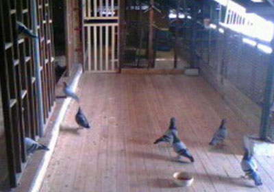 �����ܷɡ��ǵ��⻹�����壿