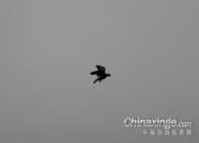 ��ս����300����Ԥ��(ͼ)