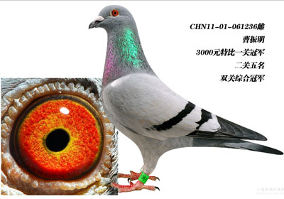 ������̨���2011��ȹھ���(ͼ)