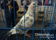 ������չ��ʤ��������(ͼ)