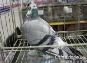 2011��ɶ���չ��������