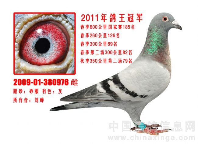 �������2011����Ѹ���(ͼ)