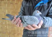 �߷���ͨ���＾������(ͼ)