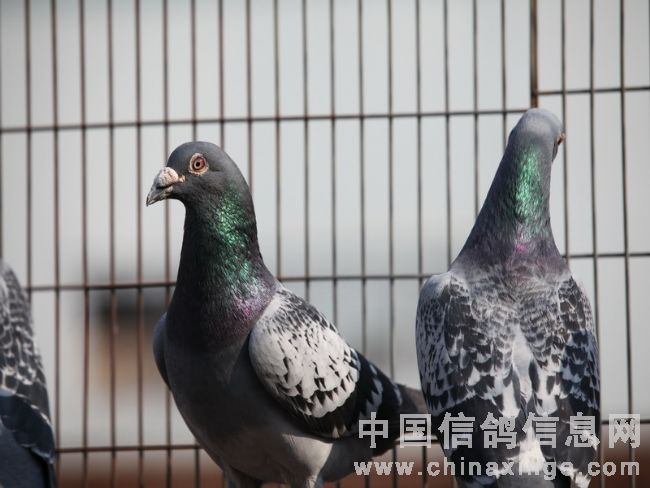 ���Ӷ��Ҿ���(ͼ)