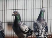 ���Ӷ��Ҿ���(ͼ)