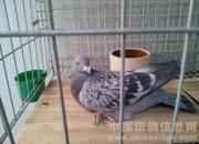 ʧȥ˫�ȼ�ֹ鳲(ͼ)