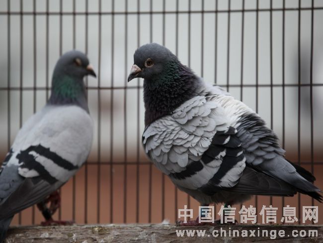 ����ʮ���˲���(ͼ)